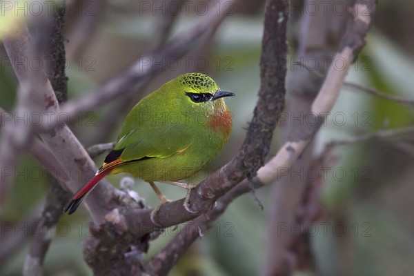 Fire-tailed Myzornis (Myzornis pyrrhoura), Darjeeling, India