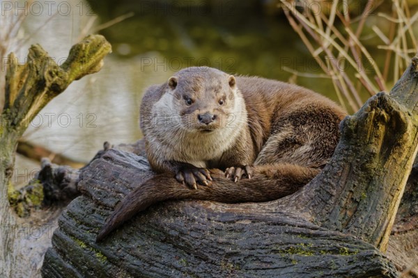 Tomasz Podlak, Poland