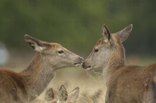 Red deer (Cervus elaphus) two adult female animal hinds interacting together, England, United Kingdom