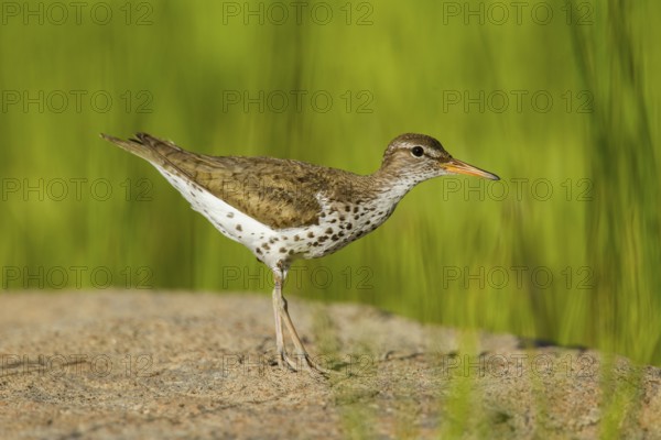 Spotted Sandpiper Actitis macularius east of Beaver, Utah, United States 4 July Adult in breeding plumage. Scolopacidae