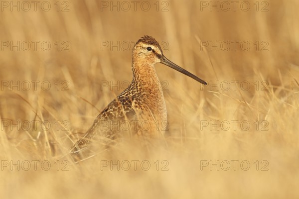 Long-billed Dowitcher (Limnodromus scolopaceus), Alaska, USA
