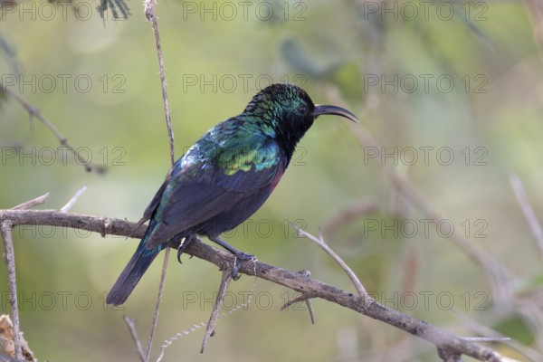Marico Sunbird (Cinnyris mariquensis) male, South Africa