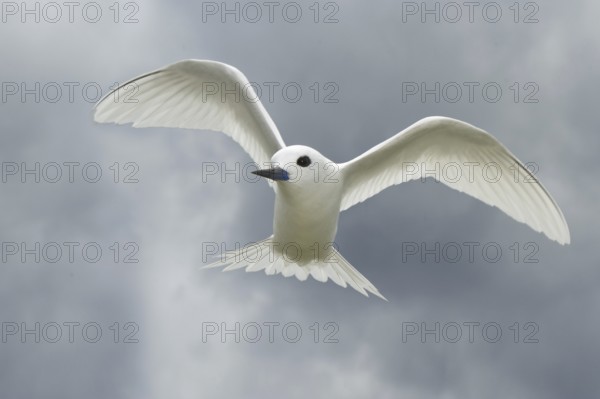White Tern (Gygis alba), Hawaii, USA