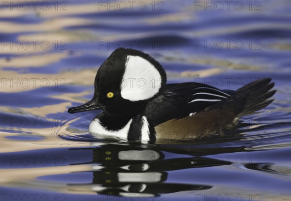 Hooded Merganser (Lophodytes cucullatus) male, New Mexico, USA