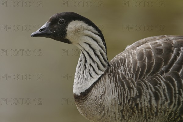 Nene (Branta sandvicensis), Florida, USA