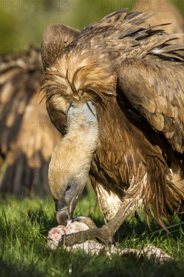 Griffon Vulture (Gyps fulvus), feeding on field, Castilla Leon, Spain