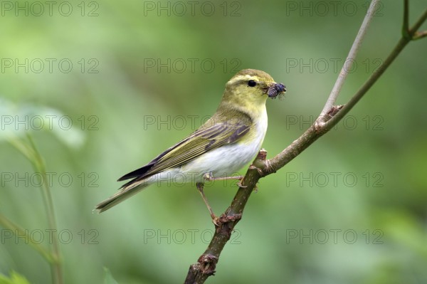 Forest warbler with a caught fly sitting on a branch, Phylloscopus sibilatrix, Bavaria, Bavaria, Federal Republic of Germany