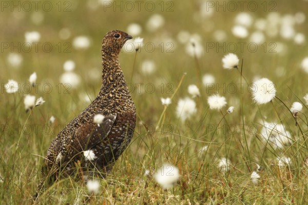Red Grouse (Lagopus lagopus scotica), Yorkshire Dales, United Kingdom
