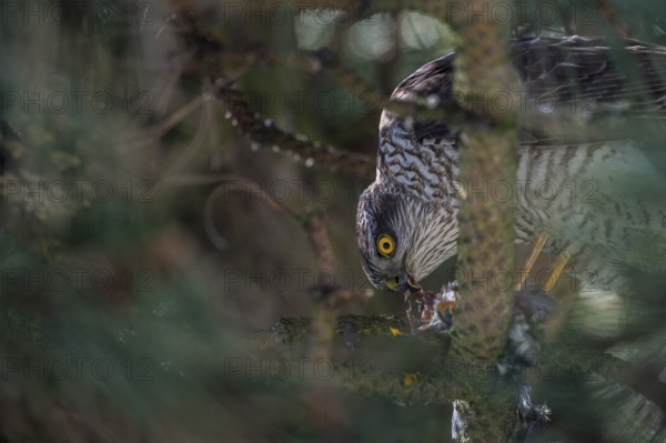 Eurasian Sparrowhawk (Accipiter nisus) with Great Tit prey, Schleswig-Holstein, Germany