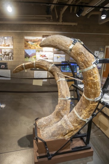 Vernal, Utah, The Utah Field House of Natural History State Park Museum displays dinosaur models, skeletons, bones, and fossils. The tusks of a Mammoth from the Pleistocene Ice Age are on display