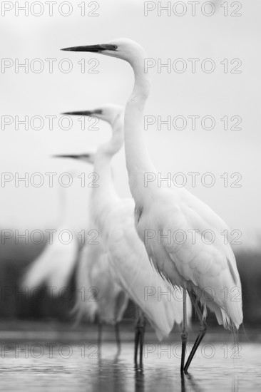 Great Egret (Ardea alba) group, Pusztaszer, Hungary