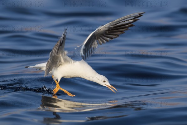 Slender-billed Gull (Chroicocephalus genei) flying, Eilat, Israel