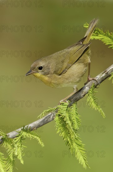 Common Yellowthroat (Geothlypis trichas), Texas, USA