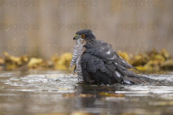 Eurasian Sparrowhawk (Accipiter nisus) male bathing at a waterhole, Subotica, Serbia