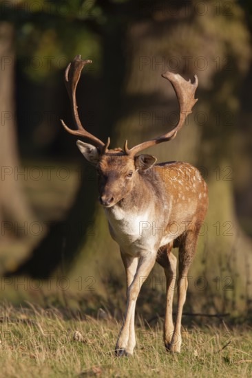 Fallow deer (Dama dama) adult male buck on the edge of a woodland, England, United Kingdom