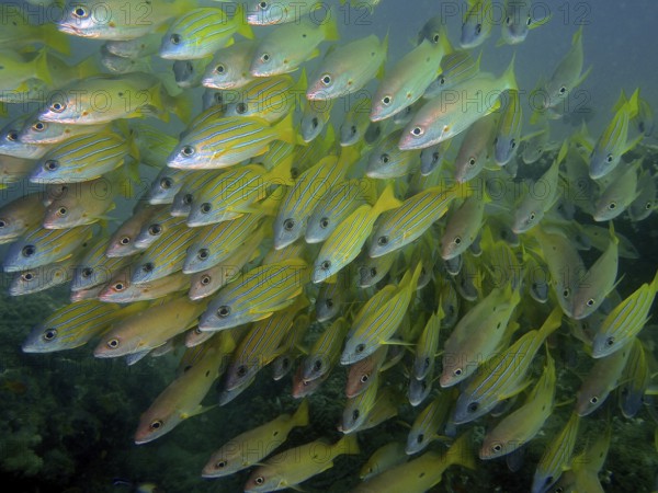 Blue-striped snapper (Lutjanus kasmira)