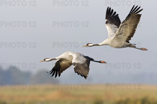 Common Crane (Grus grus) flying, Mecklenburg-Western Pomerania, Germany