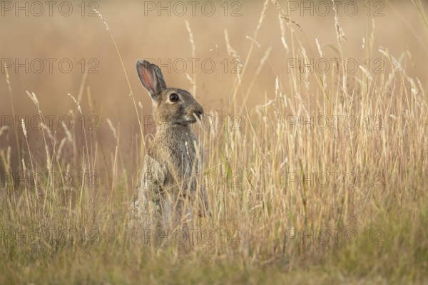 Rabbit (Oryctolagus cuniculus) adult animal in long grass in summer, England, United Kingdom