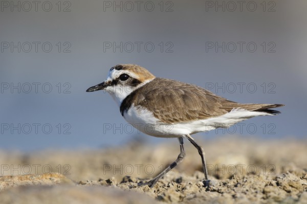 Kentish Plover (Charadrius alexandrinus) male, Lesvos, Greece