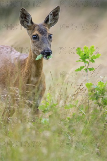 Female roe deer (Capreolus capreolus) in a meadow, grazing on a leaf, feeding, browsing, Vechta, Lower Saxony, Germany