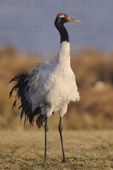 Black-necked Crane (Grus nigricollis), Dashanbo, China