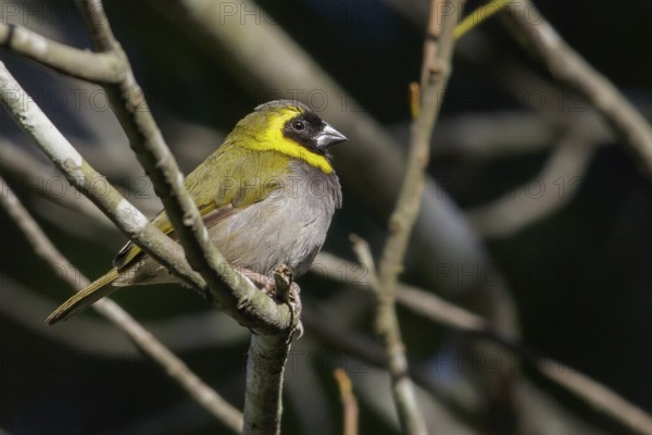 Cuban grassquit (Tiaris canorus) perched on a branch in Cuba