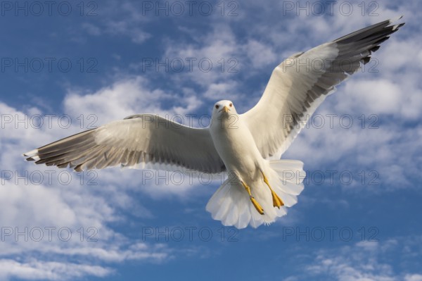 European Herring Gull (Larus argentatus) flying, Texel, Netherlands