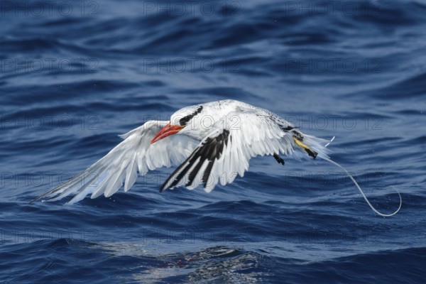 Red-billed Tropicbird (Phaethon aethereus) flying, California, USA