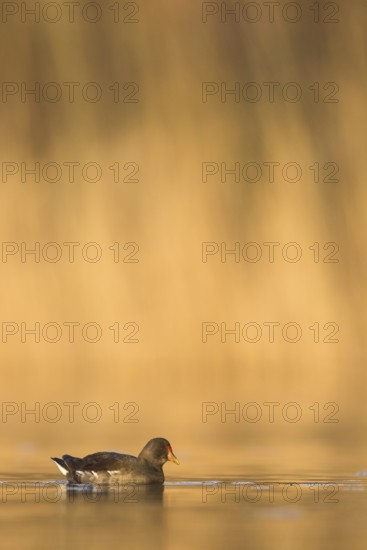 Common Moorhen (Gallinula chloropus), Rhineland-Palatinate, Germany