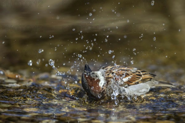 House Sparrow (Passer domesticus) male bathing, Mecklenburg-Western, Pomerania, Germany