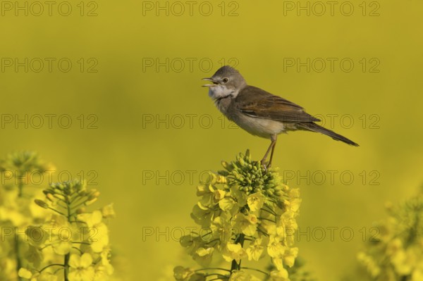 Common Whitethroat (Sylvia communis) singing, Lower Saxony, Germany