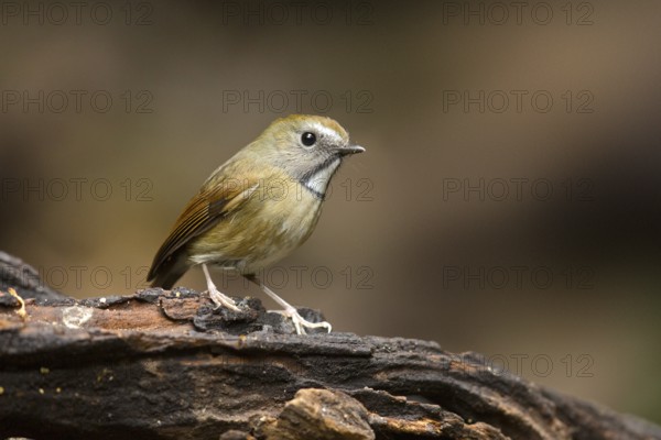 White-gorgeted Flycatcher (Anthipes monileger), Yunnan, China