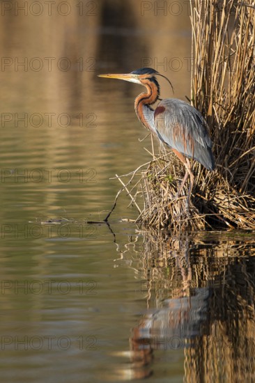 Purple Heron (Ardea purpurea), Baden-Wuerttemberg, Germany