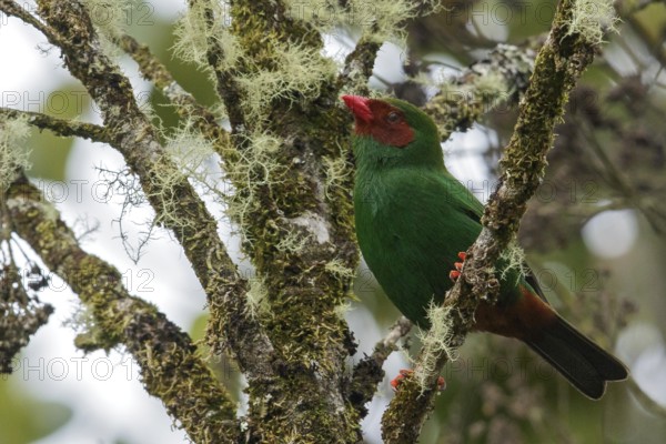 Grass-green Tanager (Chlorornis riefferii) perched on a branch in the Andes Mountains of Colombia