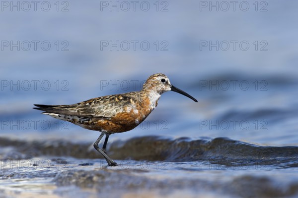 Curlew Sandpiper (Calidris ferruginea), Eilat, Israel