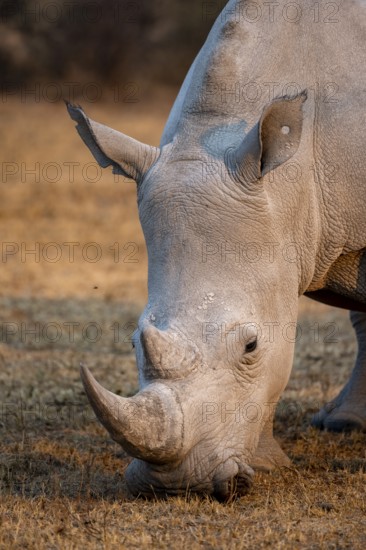 Southern white rhinoceros (Ceratotherium simum simum), rhino grazing in the evening light, animal portrait, Khama Rhino Sanctuary, Serowe, Botswana