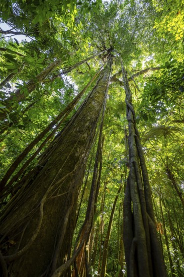 Dense vegetation in the tropical rainforest, roots of a strangler fig on a tree, view upwards, Corcovado National Park, Osa, Puntarena Province, Costa Rica