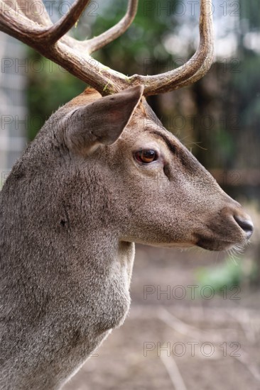 Side view of head of male Cervus nippon Shika deer with antlers