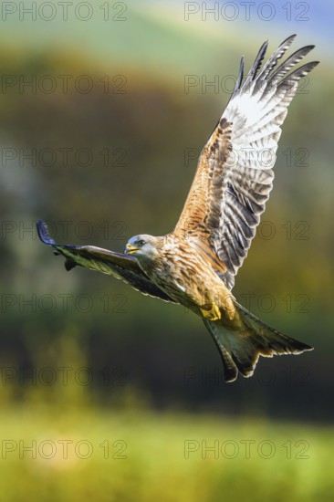 Red Kite, Milvus milvus, bird in flight
