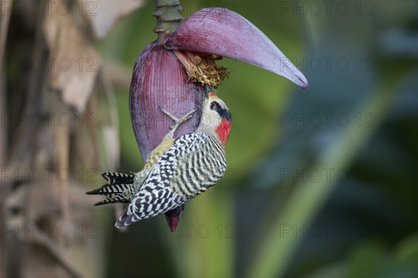 West Indian Woodpecker (Melanerpes superciliaris) female, Cuba