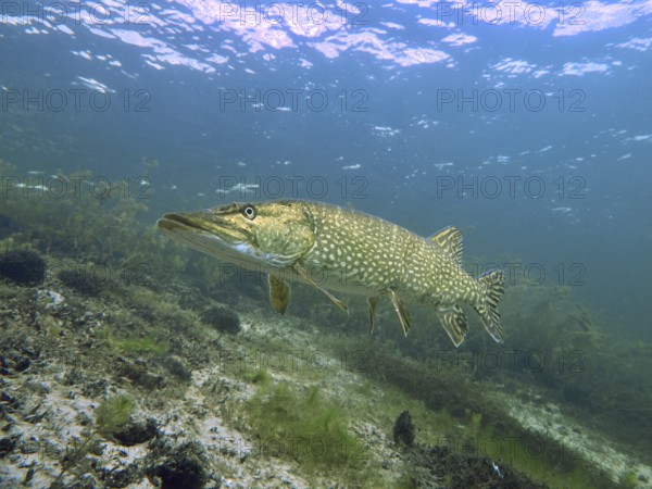 A large pike (Esox lucius) swims in clear water through an environment with aquatic plants. Dive site Parkhaus Post, Überlingen, Lake Constance, Germany