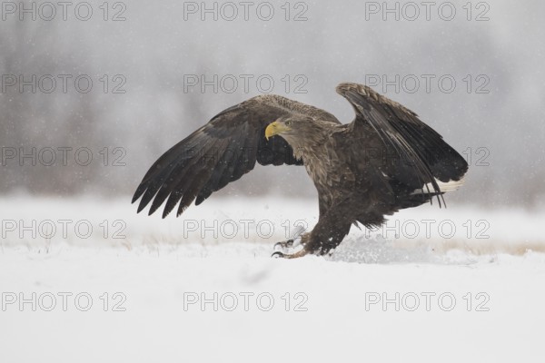 White-tailed Eagle (Haliaeetus albicilla) landing on snow, Subotica, Hungary