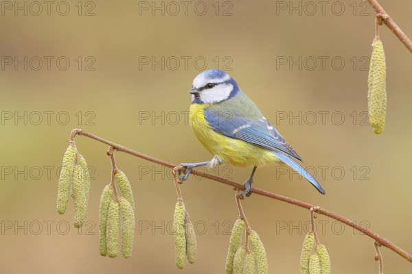 Blue tit (Cyanistes caeruleus) sitting on the branch of a hazelnut (Corylus avellana), Wildlife, Animals, Birds, Tits, Siegerland, North Rhine-Westphalia, Germany