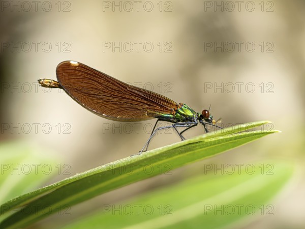 Dragonfly, Dragonfly, Dragonfly, Greece, Lesbos Island, (Crocothemis erythraea), Lesbos, Lesbos Island, Greece
