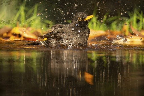 A vibrant image capturing a male blackbird (Turdus merula) mid-bath in a clear pond, with water droplets frozen in motion around him amidst a natural backdrop