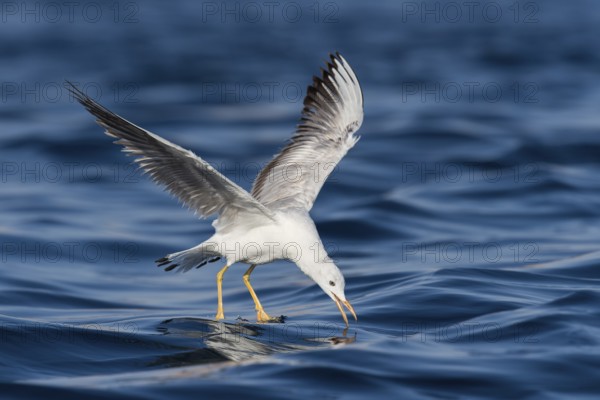 Slender-billed Gull (Chroicocephalus genei) flying, Eilat, Israel