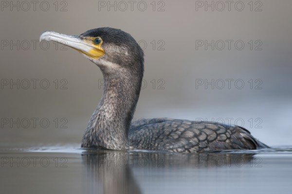 Great Cormorant (Phalacrocorax carbo), Thuringia, Germany