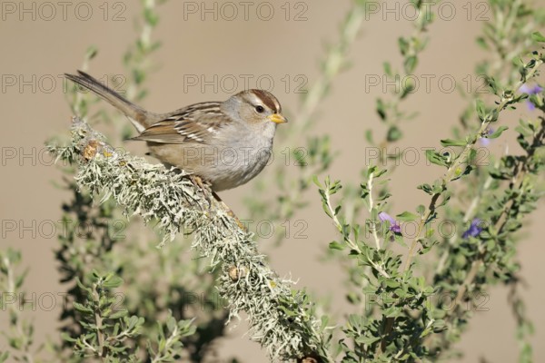 White-crowned Sparrow (Zonotrichia leucophrys) perched on branch, California, USA