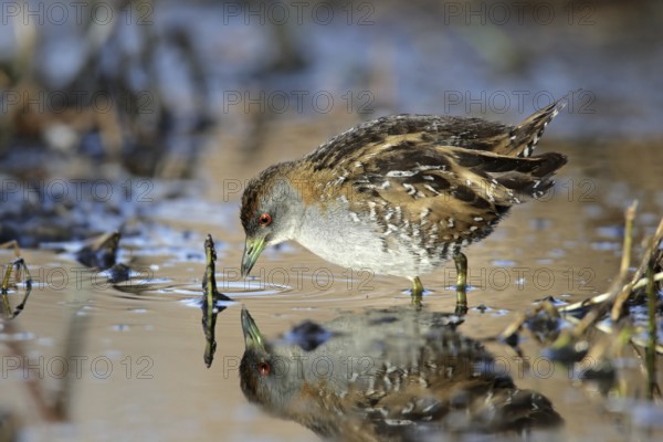 Baillon's Crake (Porzana pusilla palustris), Australian Capital Territory, Australia
