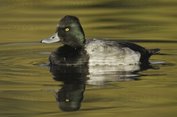Lesser Scaup (Aythya affinis) male, Arizona, USA